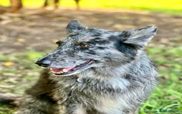 Mixed Breed dogs for sale: Beautiful long haired GSD cross collie pups  - Image 9