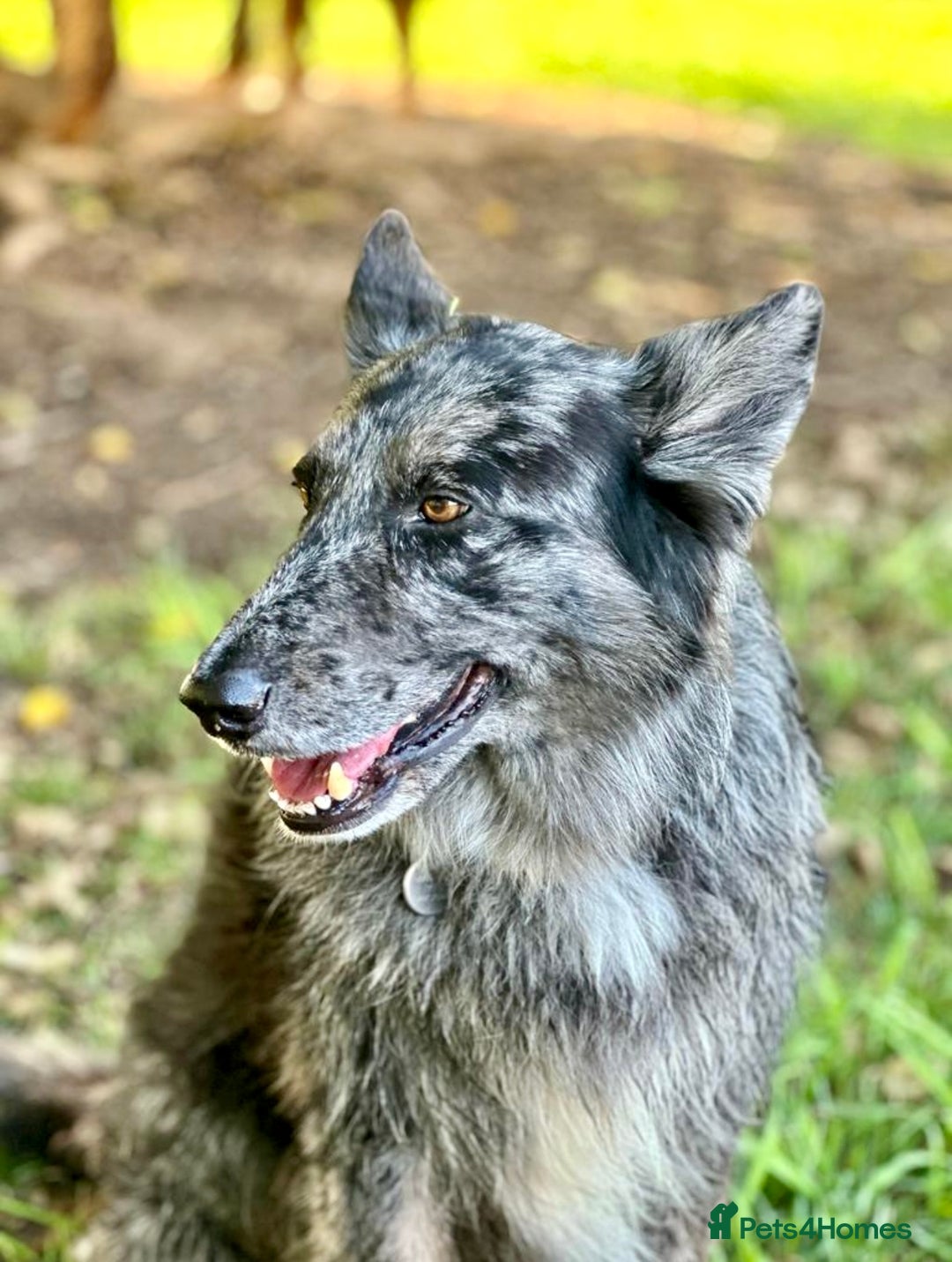Mixed Breed dogs for sale: Beautiful long haired GSD cross collie pups  - Image 9