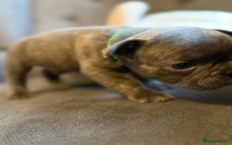 French Bulldog dogs for sale: ✨Stunning Pedigree French Bulldog Puppies✨ - Advert 31