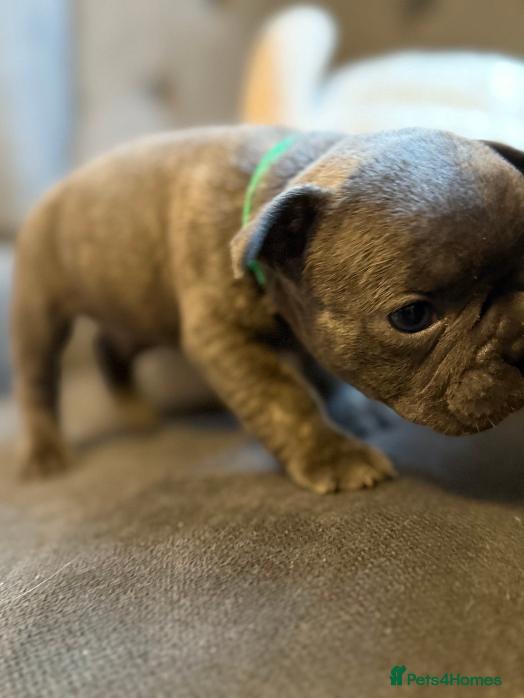 French Bulldog dogs for sale: ✨Stunning Pedigree French Bulldog Puppies✨ - Advert 31