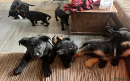 German Shepherd dogs for sale: German Shepherd puppies - Image 7