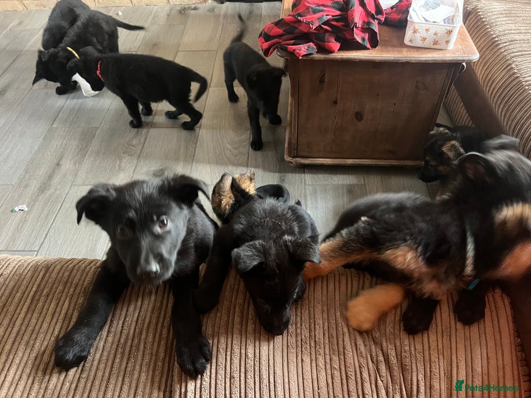 German Shepherd dogs for sale: German Shepherd puppies - Image 7