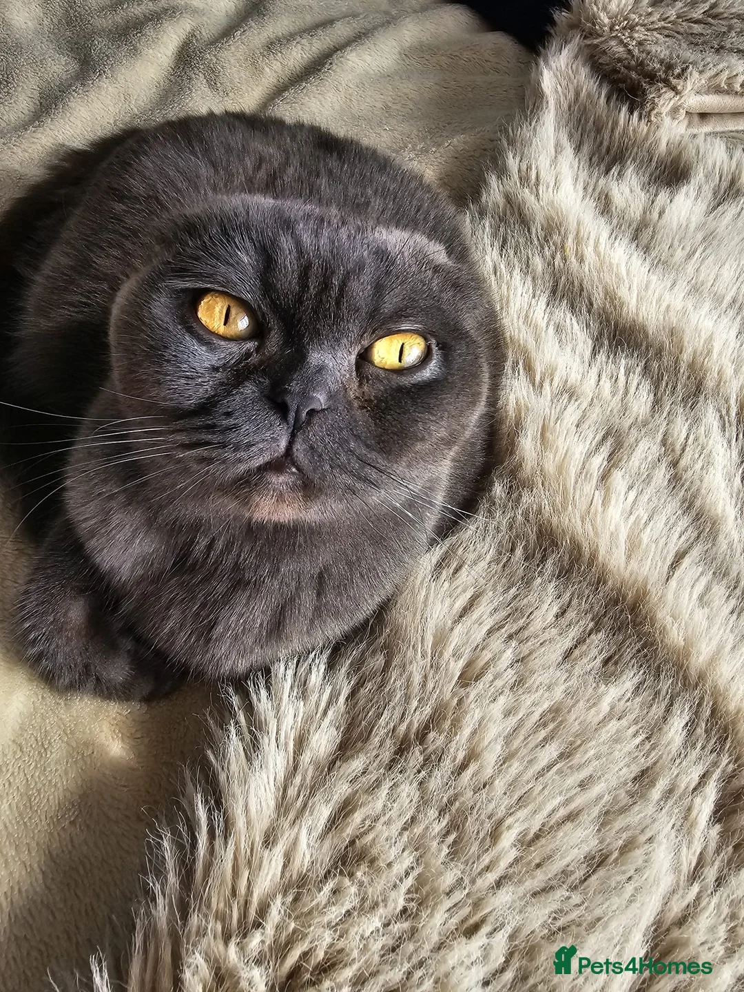 Scottish Fold cats for sale: Beautiful schotish fold kitten for sale - Advert 1