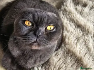 Scottish Fold cats Beautiful schotish fold kitten for sale - Advert 1