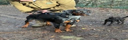 Dobermann dogs for sale: Dobermann for rehoming  - Advert 3