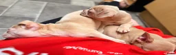 Mixed Breed dogs for sale: Boxer cross frenchie pups. - Advert 15