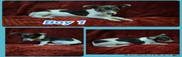 Jack Russell dogs for sale: 2 blue tri jack russel boy puppies - Advert 3