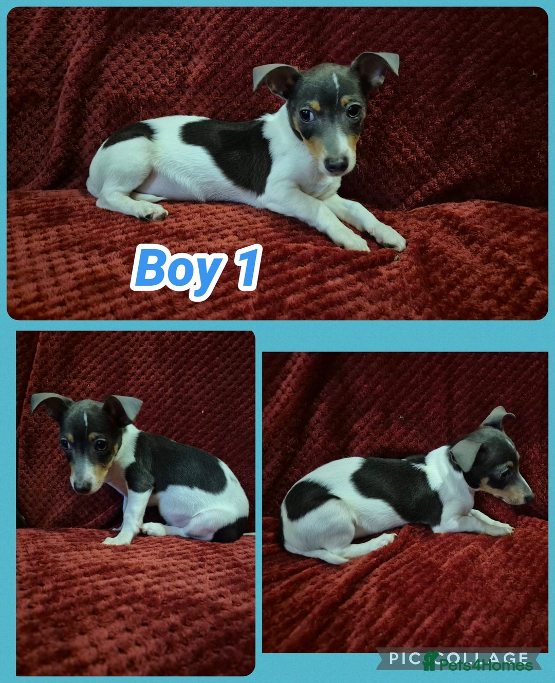 Jack Russell dogs for sale: 2 blue tri jack russel boy puppies - Advert 3