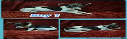 Jack Russell dogs for sale: 1 blue tri jack russel boy puppy now available - Advert 4