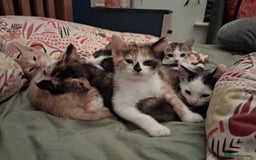 Domestic Shorthair cats for sale: 6 gorgeous mixed breed kittens - Advert 7