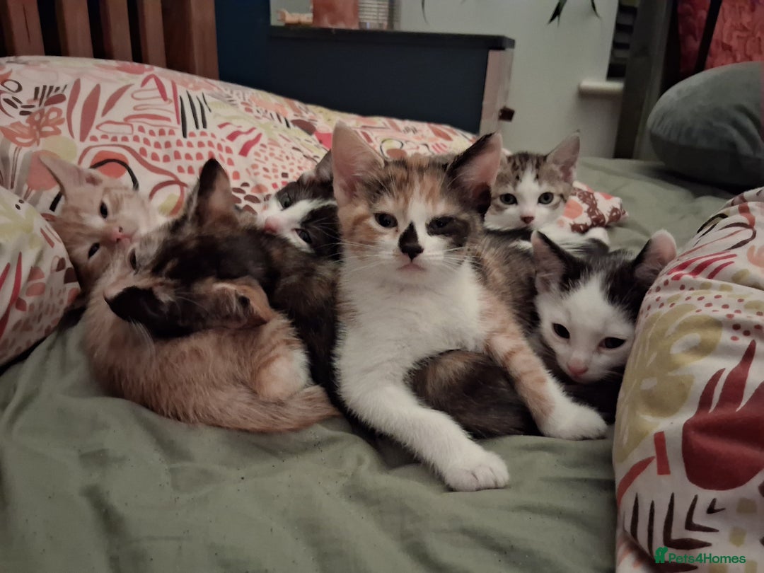 Domestic Shorthair cats for sale: 6 gorgeous mixed breed kittens - Advert 7