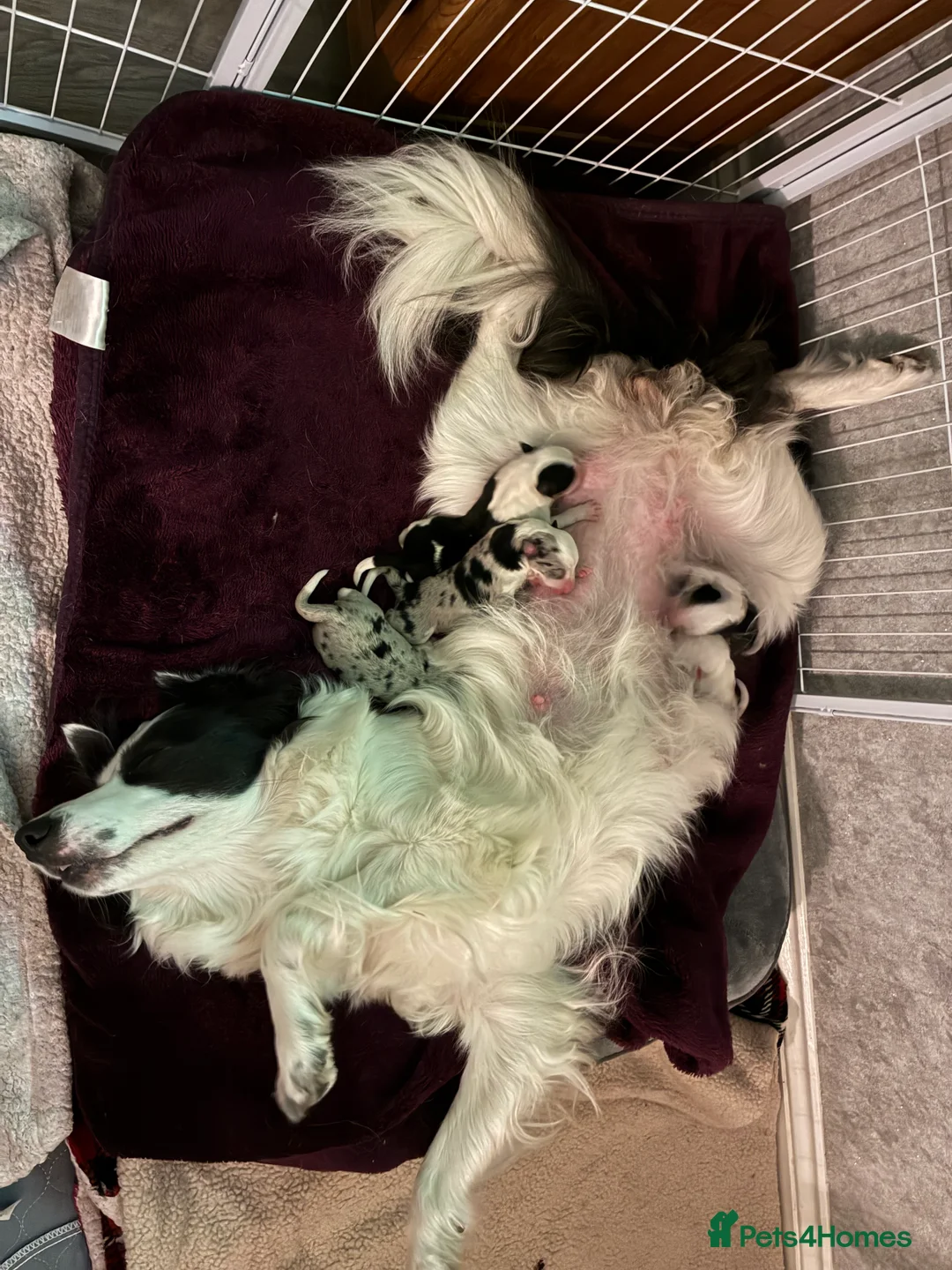 Border Collie dogs for sale: Border Collies - mixture of colours - Advert 3