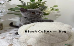 British Shorthair cats for sale: 🐾 Champion Line Blue BSH Kittens GCCF Active 🐾  - Image 4