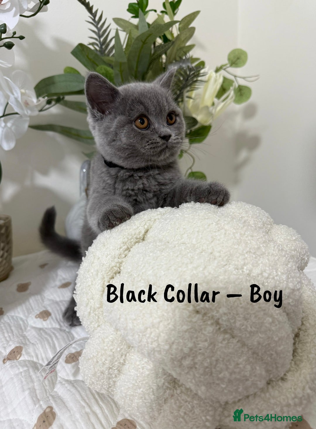 British Shorthair cats for sale: 🐾 Champion Line Blue BSH Kittens GCCF Active 🐾  - Image 4