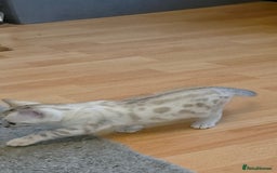 Bengal cats for sale: Full bred snow bengal kittens  - Image 8