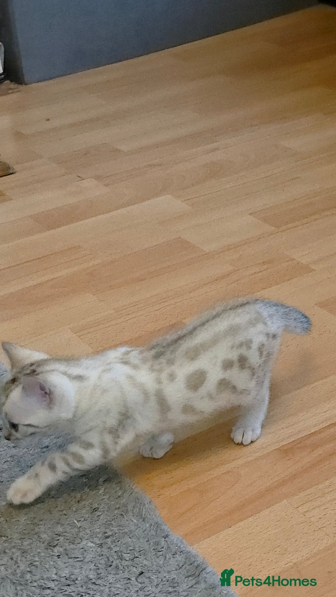 Bengal cats for sale: Full bred snow bengal kittens  - Image 8