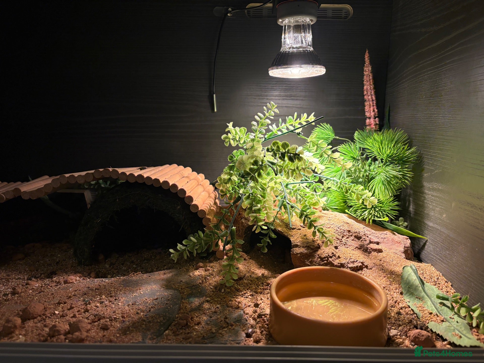Leopard Gecko reptiles for sale: Beautiful Leopard Geko & Full set up - Advert 2
