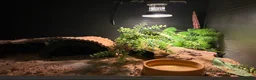 Leopard Gecko reptiles for sale: Beautiful Leopard Geko & Full set up - Advert 2