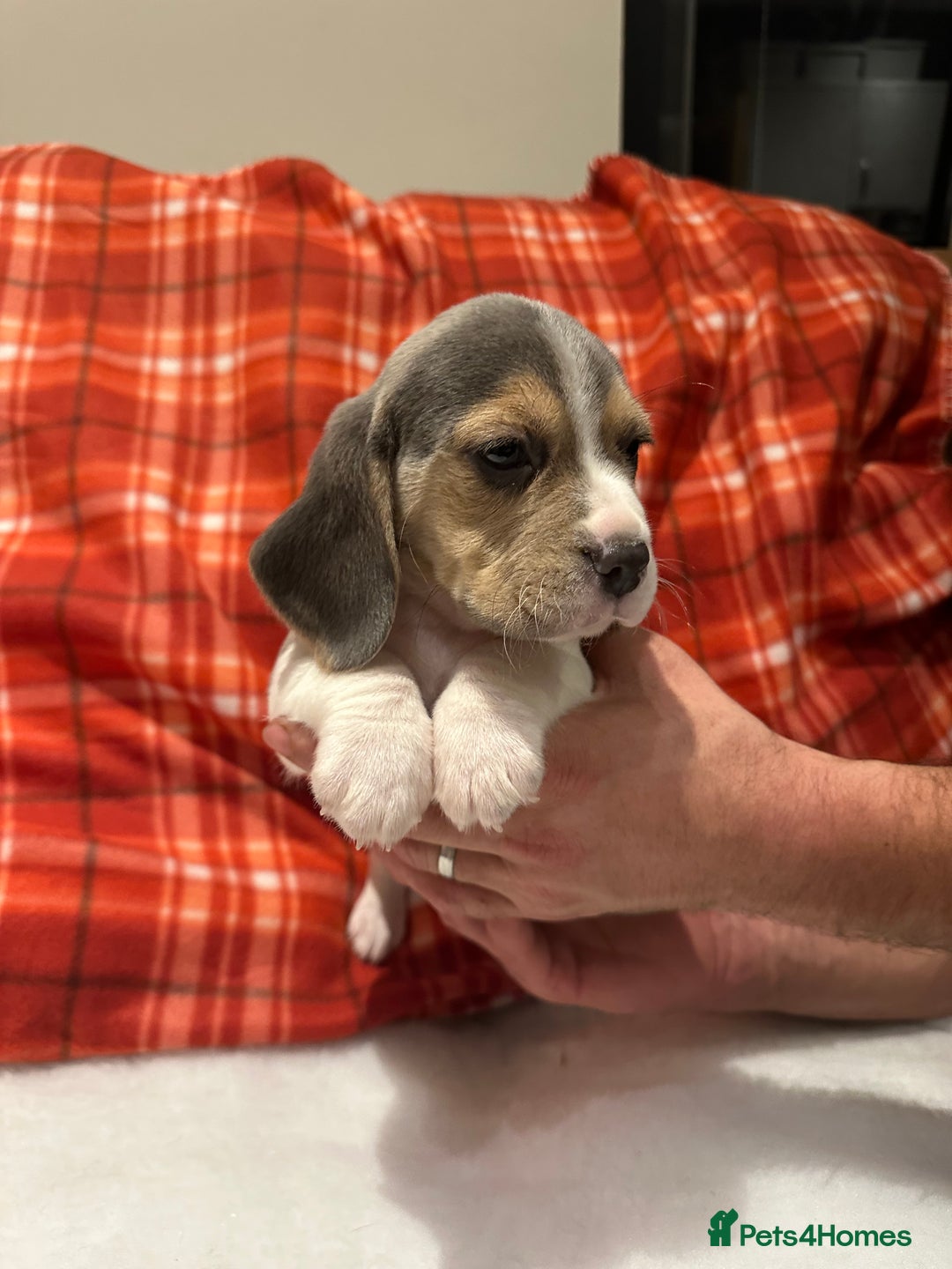 Beagle dogs for sale: KC Reg Beagle last girl Ready now  - Advert 7