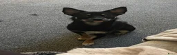 Jack Chi dogs for sale: Skye  - Advert 6