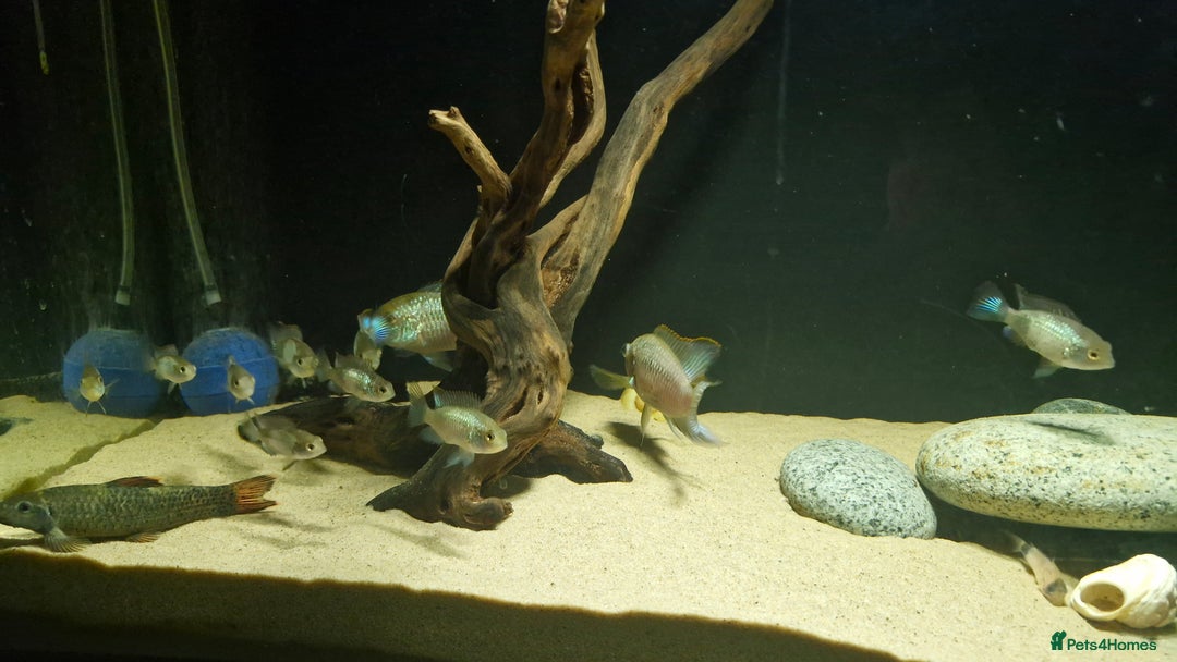 Cichlids fish for sale: Electric Blue Acara for sale - Advert 5