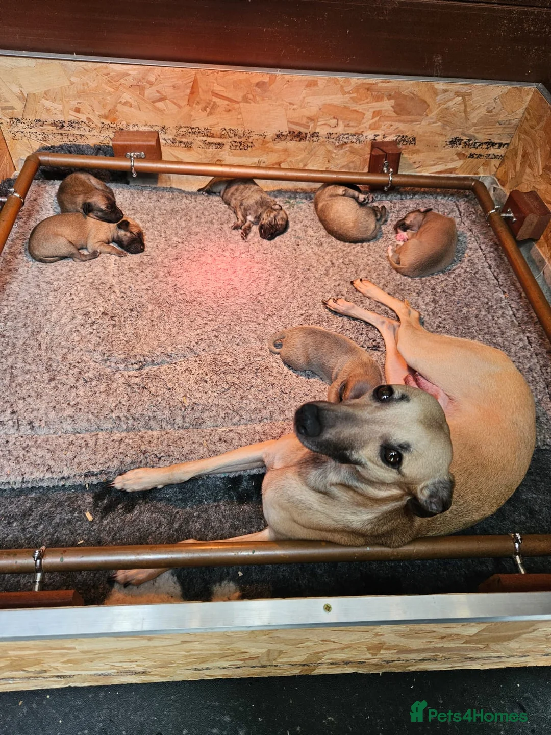 Lurcher dogs for sale: Beautiful litter of Lurcher puppies in Cullompton - Advert 2