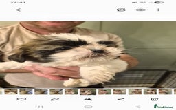 Shih Tzu dogs for sale: shis txu puppies - Image 5