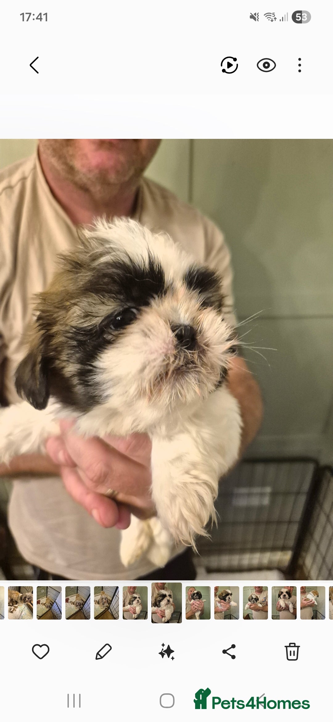 Shih Tzu dogs for sale: shis txu puppies - Image 5