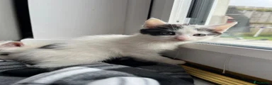 White and black kitten 