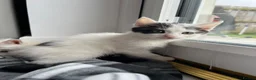 Mixed Breed cats for sale: Kittens  - Advert 6