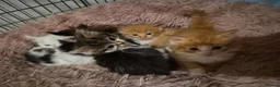 Ragcoon cats for sale: Beautiful ragdoll cross maincoones for sale! - Advert 3