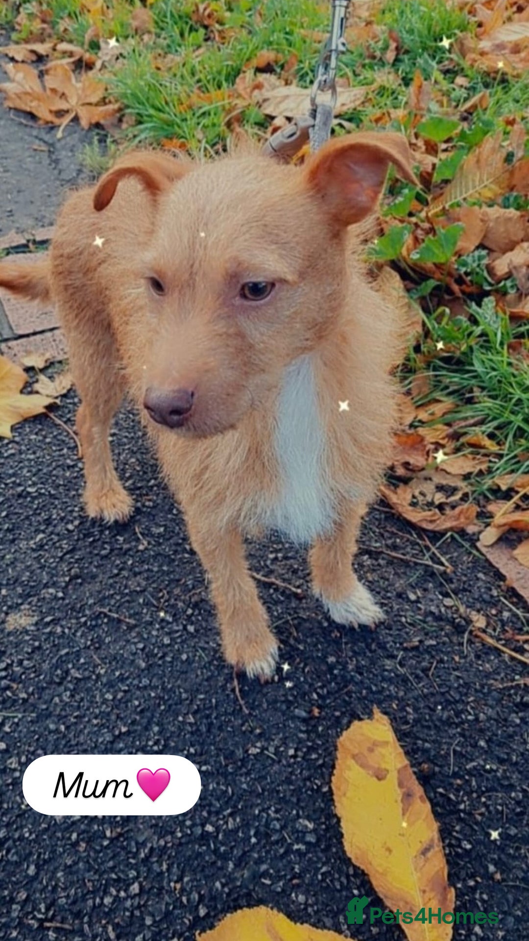 Jack Russell dogs for sale: 5 Jack Russell puppies - Advert 11