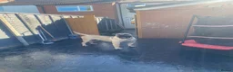 Presa Canario dogs for stud: MALE CANARY MASTIFF BRUCE THE PRESA (THE TANK) - Advert 4
