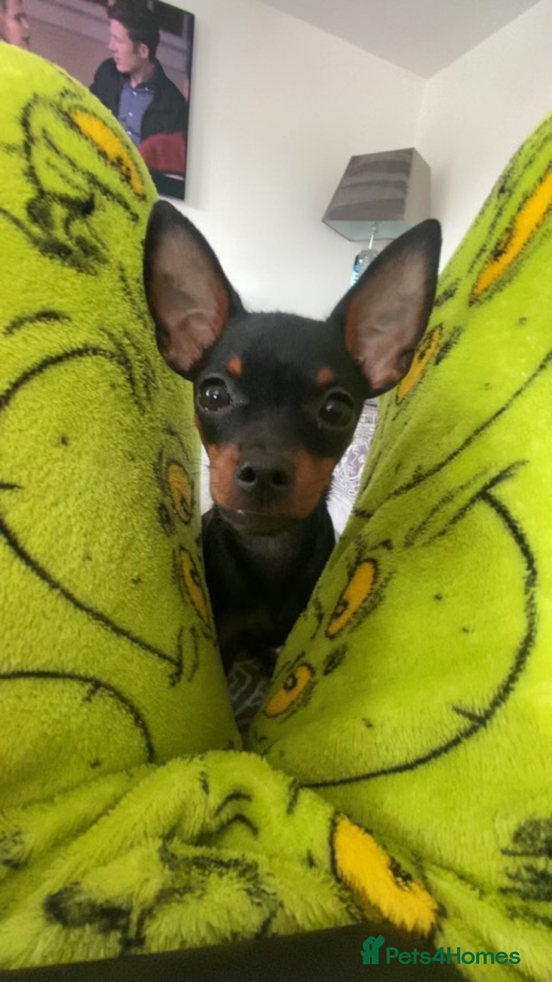 Miniature Pinscher dogs for sale: Loving Homes Wanted for Two Miniature Pinschers - Advert 5