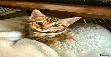 Bengal cats Bengal kittens  - Advert 2