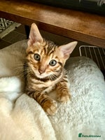 Bengal cats Bengal kittens - Advert 3