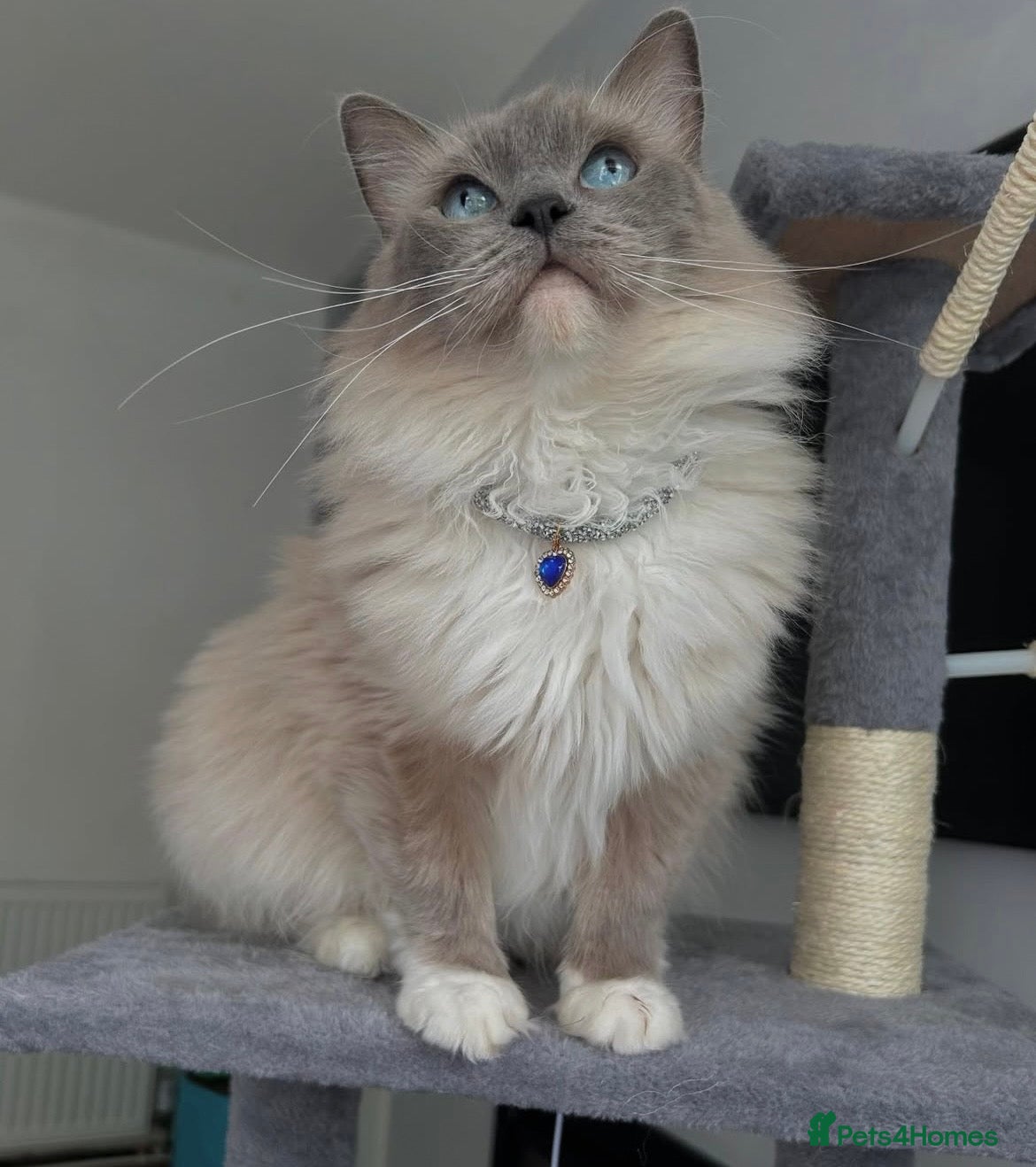Ragdoll cats GCCF registers adult blue mitted female - Advert 7