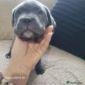 Cane Corso Puppy 1