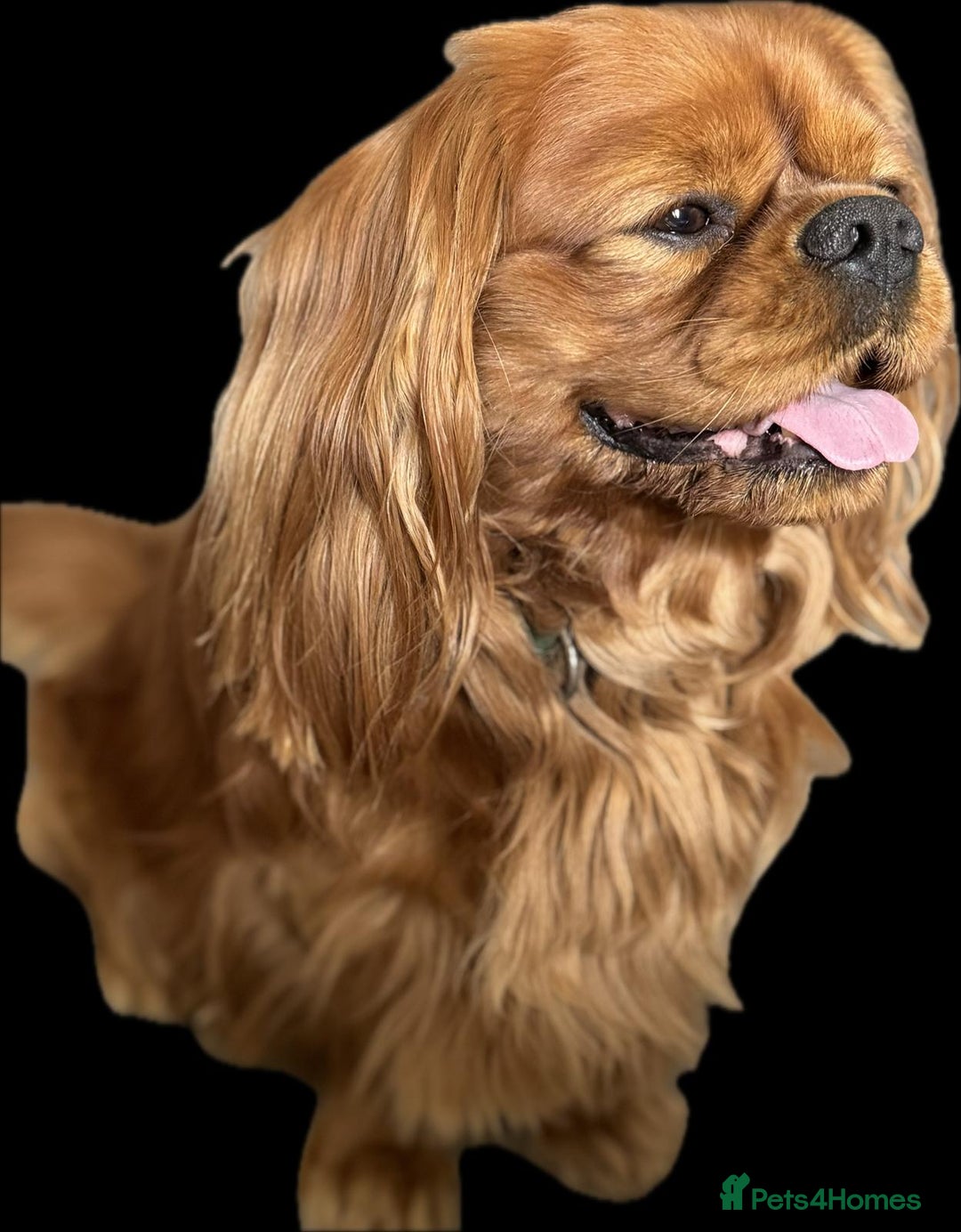Cavalier King Charles Spaniel dogs for sale: Champion line Cavalier Pups -  **Waiting List** - Image 7
