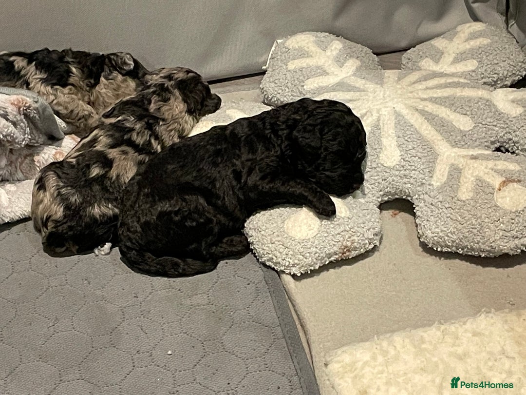 Cockapoo dogs for sale: 3 beautiful cockapoo puppies for sale  - Advert 16