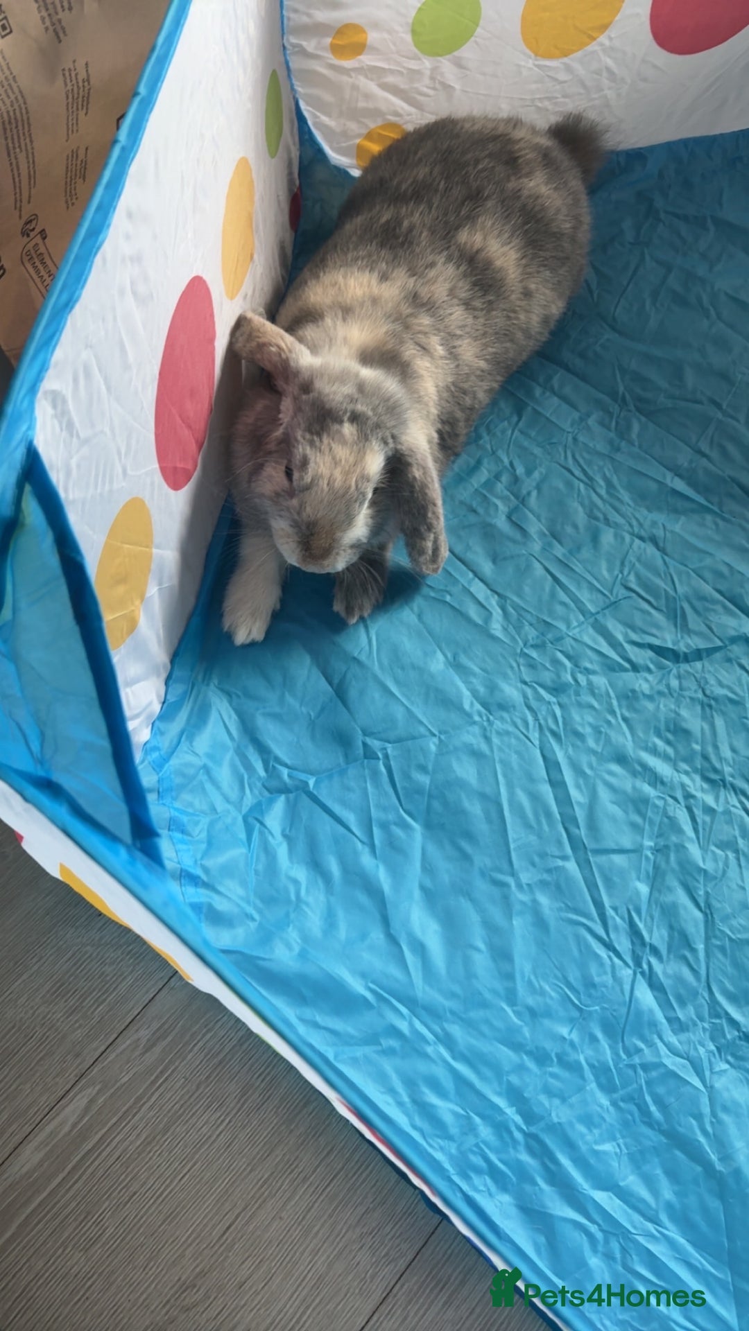 Dwarf Lop rabbits for sale: 2 male rabbits - Image 2