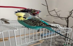 Budgerigars birds for sale: 2 Budgies for re homing - Image 3