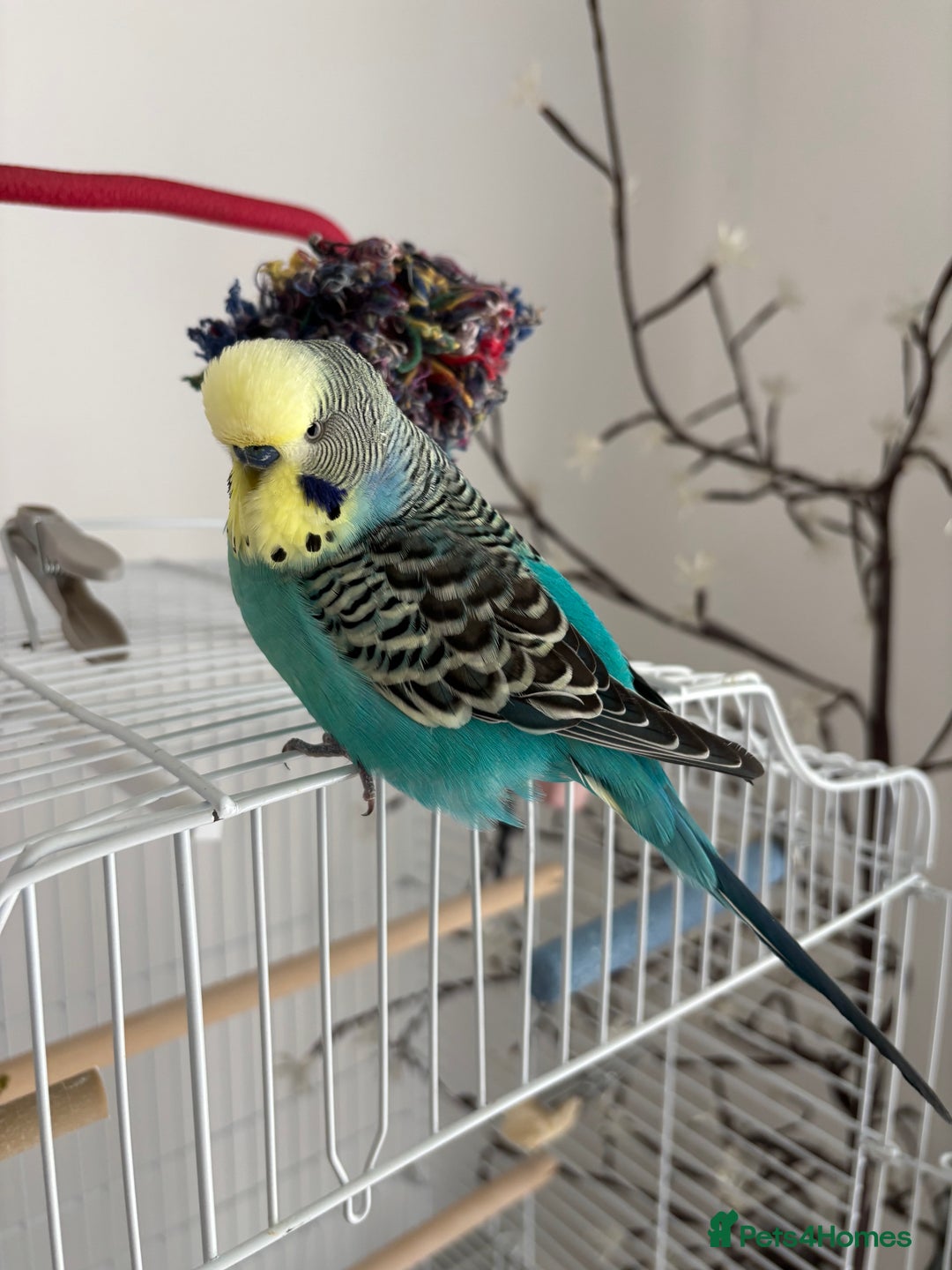 Budgerigars birds for sale: 2 Budgies for re homing - Image 3