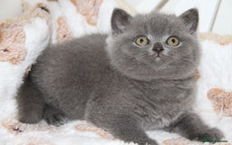 British Shorthair cats for sale: British Shorthairs. kittens - Image 7
