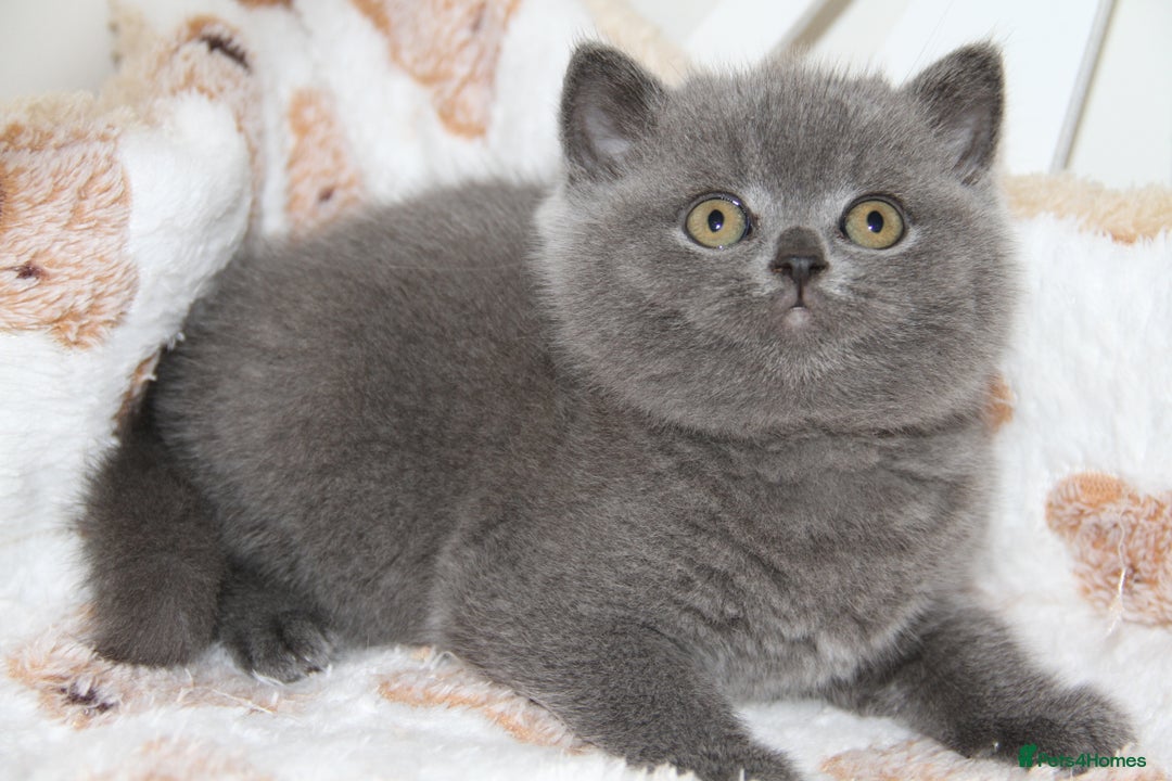 British Shorthair cats for sale: British Shorthairs. kittens - Image 7