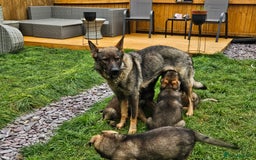German Shepherd dogs for sale: German Shepherd Puppies – Working Line - Image 26