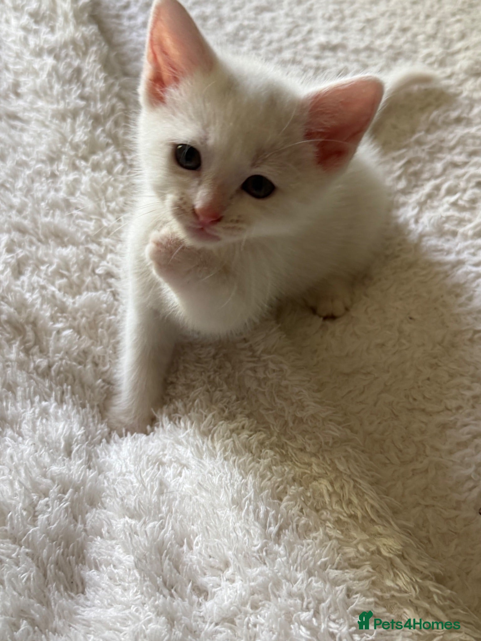Mixed Breed cats 6 kittens  - Advert 7