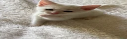 Mixed Breed cats for sale: 6 kittens  - Advert 1
