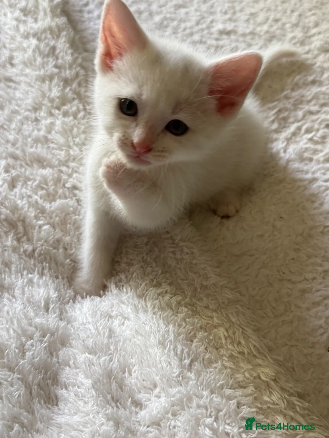 Mixed Breed cats for sale: 6 kittens  - Advert 1