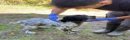 English Setter dogs for adoption: Bat   in Birkenhead - Advert 7